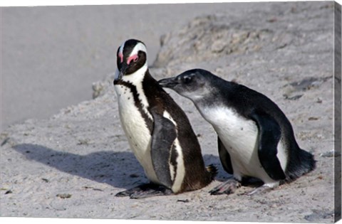 Framed Two African Penguins Print