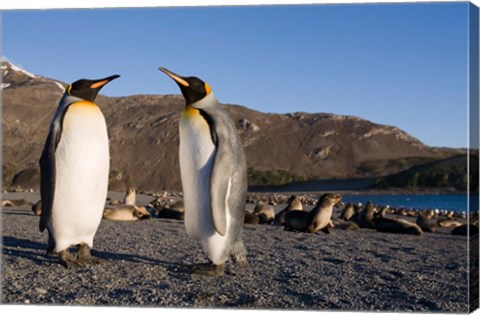 Framed Pair of King Penguins, South Georgia Island Print