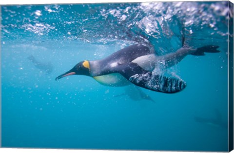 Framed King Penguin Underwater Print