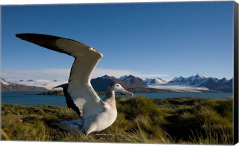 Framed Wandering Albatross bird Print