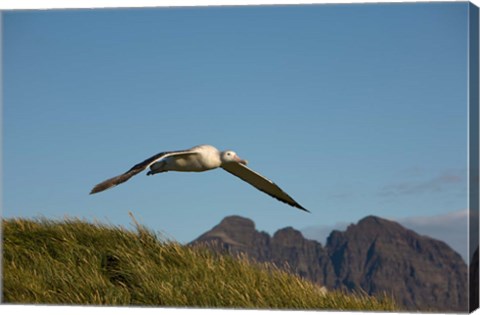 Framed Flying Albatross Print