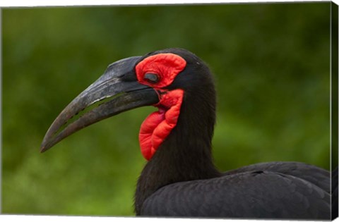 Framed Southern Ground Hornbill, Bucorvus leadbeateri, Kruger NP,South Africa Print