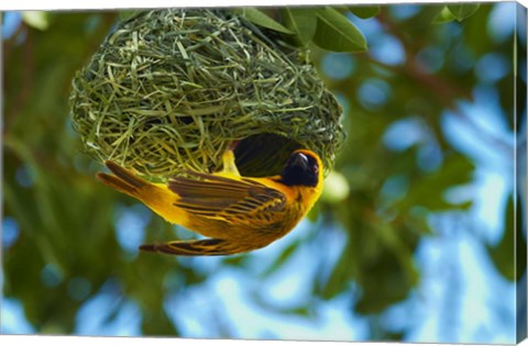 Framed Southern Masked Weaver at nest, Etosha National Park, Namibia Print