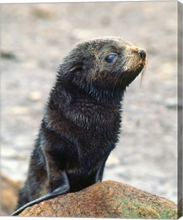 Framed Close up of fur seal pup Print