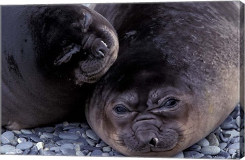 Framed Southern Elephant Seal, South Georgia Island, Antarctica Print