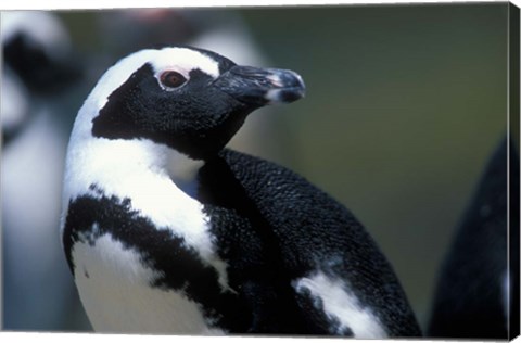 Framed Close up of African Penguin Print