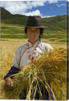 Framed Tibetan Farmer Harvesting Barley, East Himalayas, Tibet, China Print