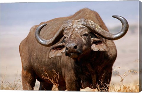 Framed Tanzania, Ngorongoro Crater. African Buffalo wildlife Print