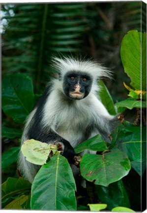 Framed Tanzania: Zanzibar, Jozani NP, red colobus monkey Print