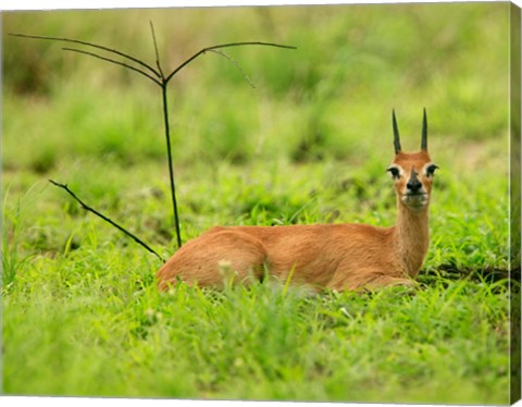 Framed Steenbok buck, Mkuze Game Reserve, South Africa Print