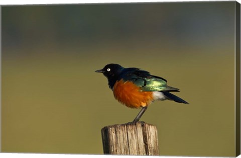 Framed Superb Starling bird, Lake Nakuru National Park, Kenya Print