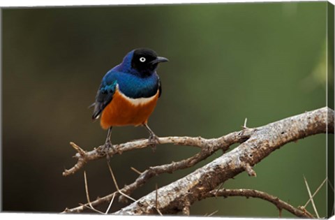 Framed Superb Starling bird, Samburu National Reserve, Kenya Print