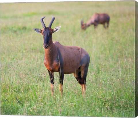 Framed Topi (Damaliscus lunatus), Maasai Mara National Reserve, Kenya Print