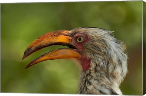 Framed Southern Yellow-billed Hornbill, Kruger National Park, South Africa Print