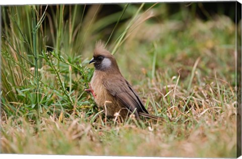 Framed Speckled Mousebird, Aberdare Country Club, Nyeri, Kenya Print