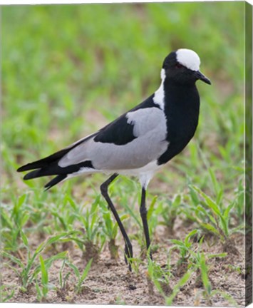 Framed Tanzania. Blacksmith Plover in Tarangire NP. Print