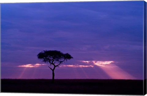 Framed Blue skies, Maasai Mara, Kenya Print