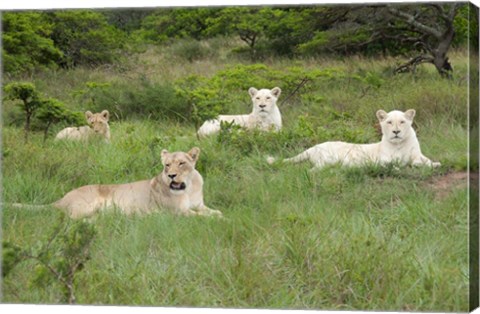 Framed Unique pride of cream colored African lions, South Africa Print