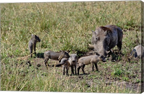 Framed Warthog with babies, Masai Mara Game Reserve, Kenya Print