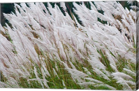 Framed Wild dogtail grasses swaying in wind, Bhutan Print