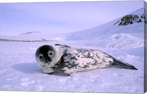 Framed Weddell Seal, Kloa &#39;EP&#39; Rookery, Australian Antarctic Territory, Antarctica Print