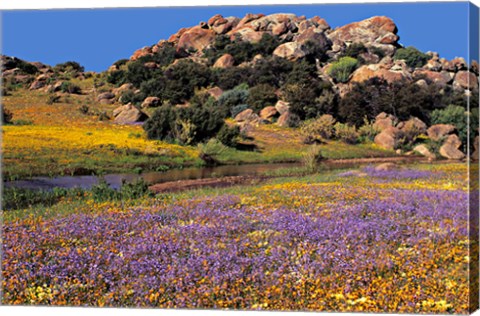 Framed Wildflowers Flourish, Namaqualand, Northern Cape Province, South Africa Print