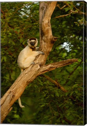 Framed Verreaux&#39;s sifaka primate, Berenty Reserve, MADAGASCAR Print