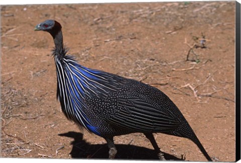 Framed Vulturine Guinea Fowl, Kenya Print