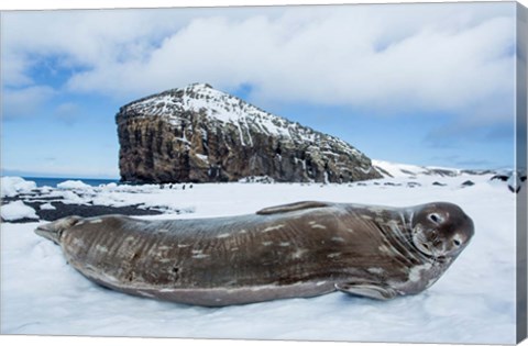 Framed Weddell Seal resting on Deception Island, Antarctica Print