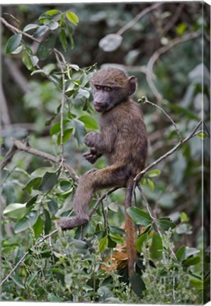 Framed Baby Olive Baboon riding on mother&#39;s back, Kenya Print