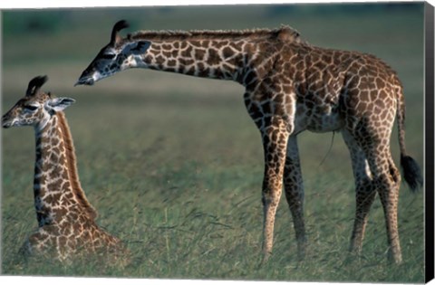 Framed Young Giraffe Lies in Tall Grass, Masai Mara Game Reserve, Kenya Print