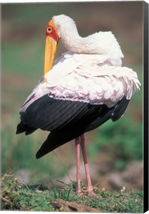 Framed Yellow-Billed Stork Grooming, Masai Mara Game Reserve, Kenya Print