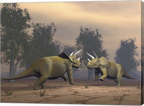 Framed Confrontation between two Triceratops Print