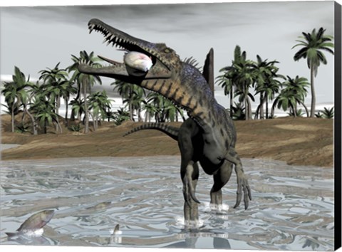 Framed Spinosaurus dinosaur walking in water and feeding on fish Print