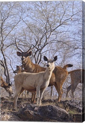 Framed Alert Sambars, Ranthambhor National Park, India Print