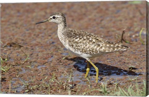 Framed Green Sandpiper, Ranthambhor National Park, India. Print