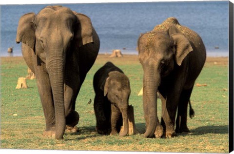 Framed Asian Elephant Family, Nagarhole National Park, India Print