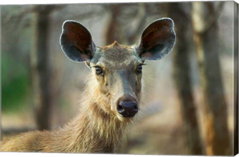 Framed Sambar in Ranthambore National Park, Rajasthan, India Print