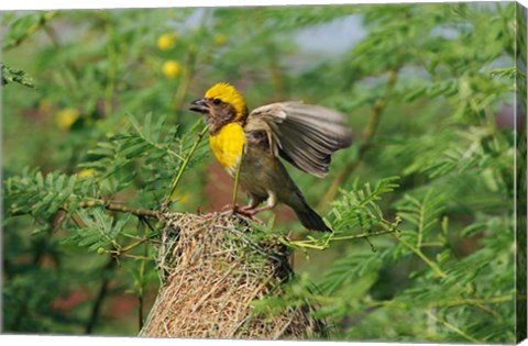 Framed Baya Weaver bird, Keoladeo National Park, India Print