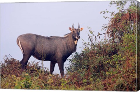 Framed Bluebull Stag, Keoladeo National Park, India. Print