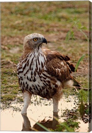 Framed Changeable Hawk Eagle, Corbett National Park, India Print