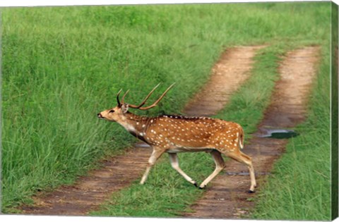 Framed Chital Stag, Corbett National Park, India Print