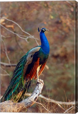 Framed Indian Peacock, Ranthambhor National Park, India Print