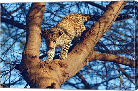 Framed Leopard wildlife, Ranthambhor National Park, India Print