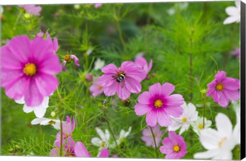 Framed Meadow Flowers, Ladakh, India Print