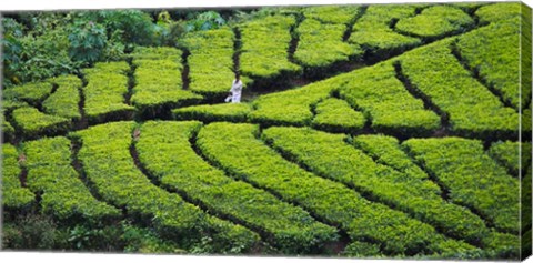 Framed Tea Plantation, Kerala, India Print