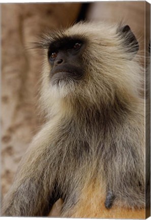 Framed Hanuman Langur primate, Ranthambhore NP, Rajasthan INDIA Print