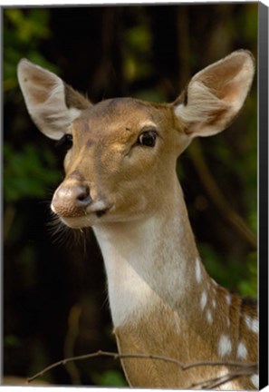 Framed Spotted Deer wildlife, Bharatpur, Keoladeo Ghana, INDIA Print