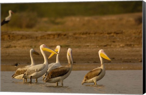 Framed Great White Pelican bird, Velavadar, Gujarat, SW INDIA Print