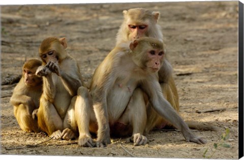 Framed Group of Rhesus Macaques, Bharatpur NP, Rajasthan, INDIA Print